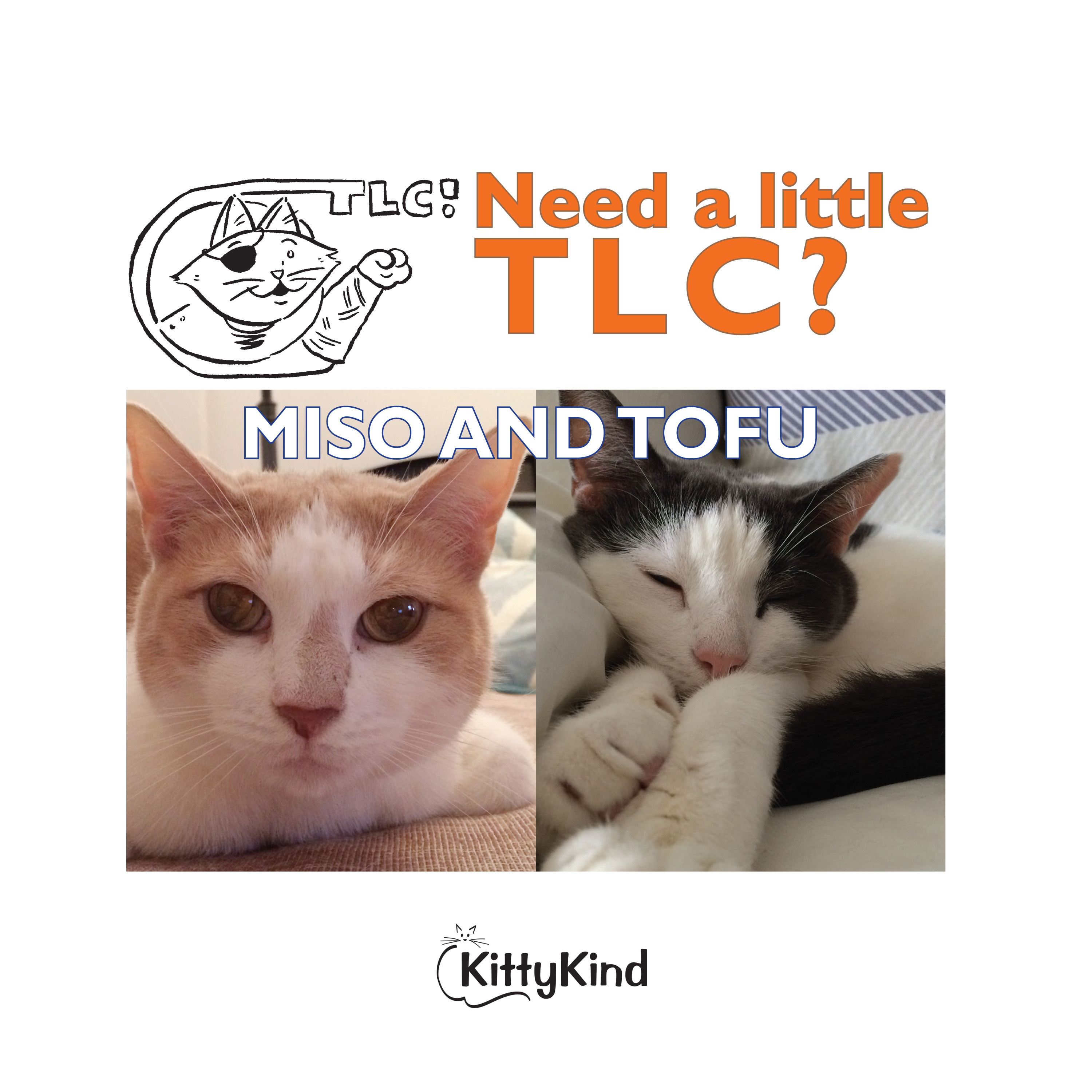 adopt a cat donate contact us about us resources