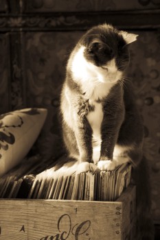 Audra Gallo Custom Pet Portrait - Photography (2)