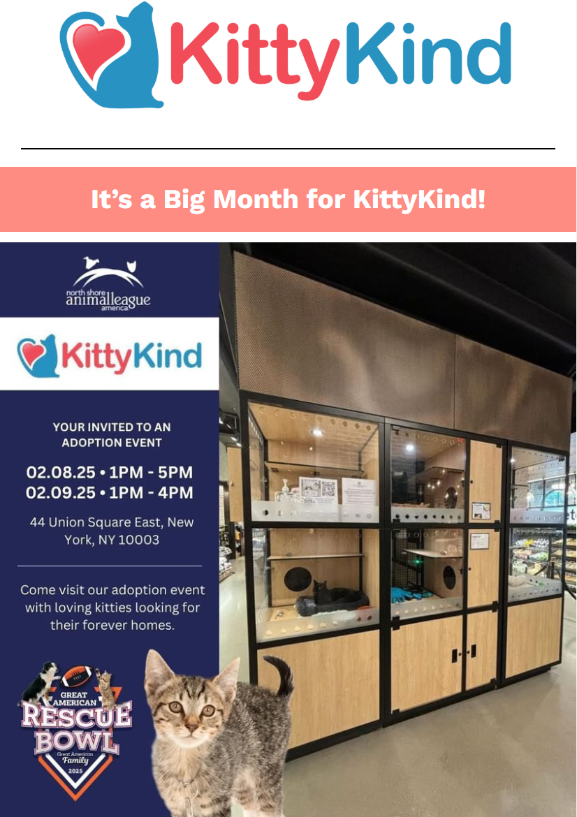 KittyKind 2025 Valentine's Newsletter