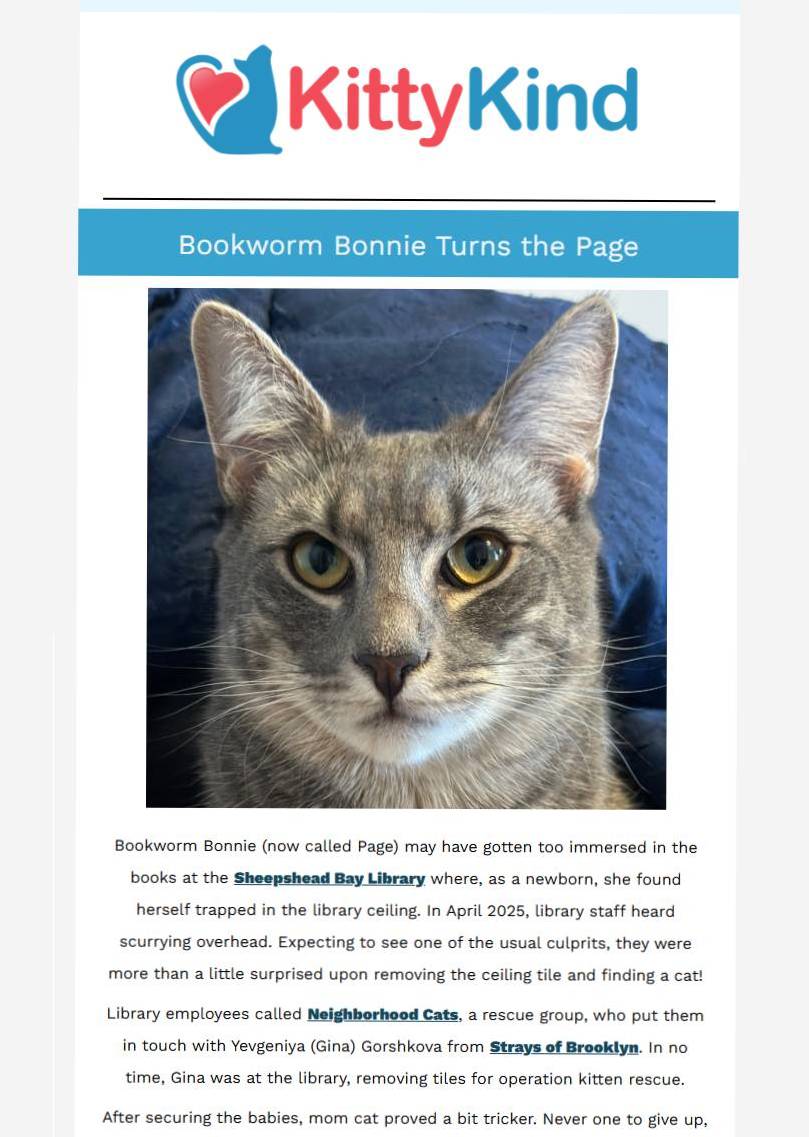 KittyKind Newsletter